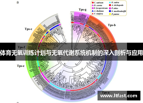 体育无氧训练计划与无氧代谢系统机制的深入剖析与应用